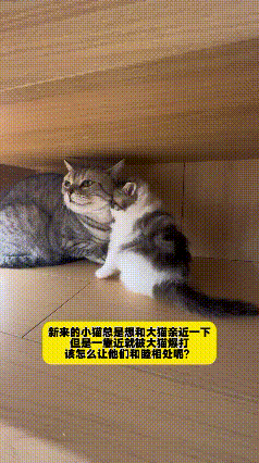 养宠人真的太懂这种揪心感了！网友家刚接回的小奶猫，满心欢喜想跟家里原住民大猫亲近