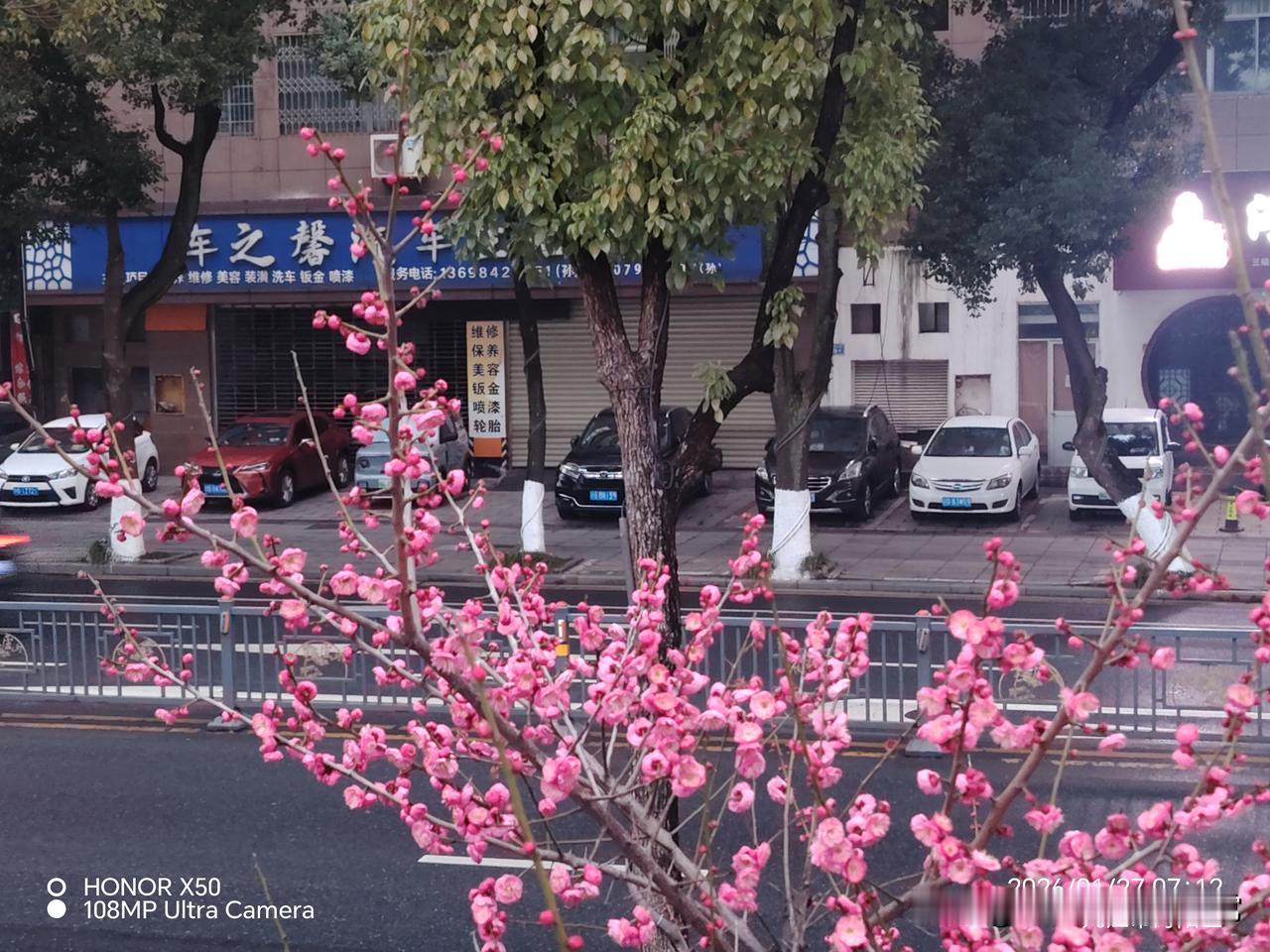 晒图笔记大赛2026年1月27日长江岸边赏梅花