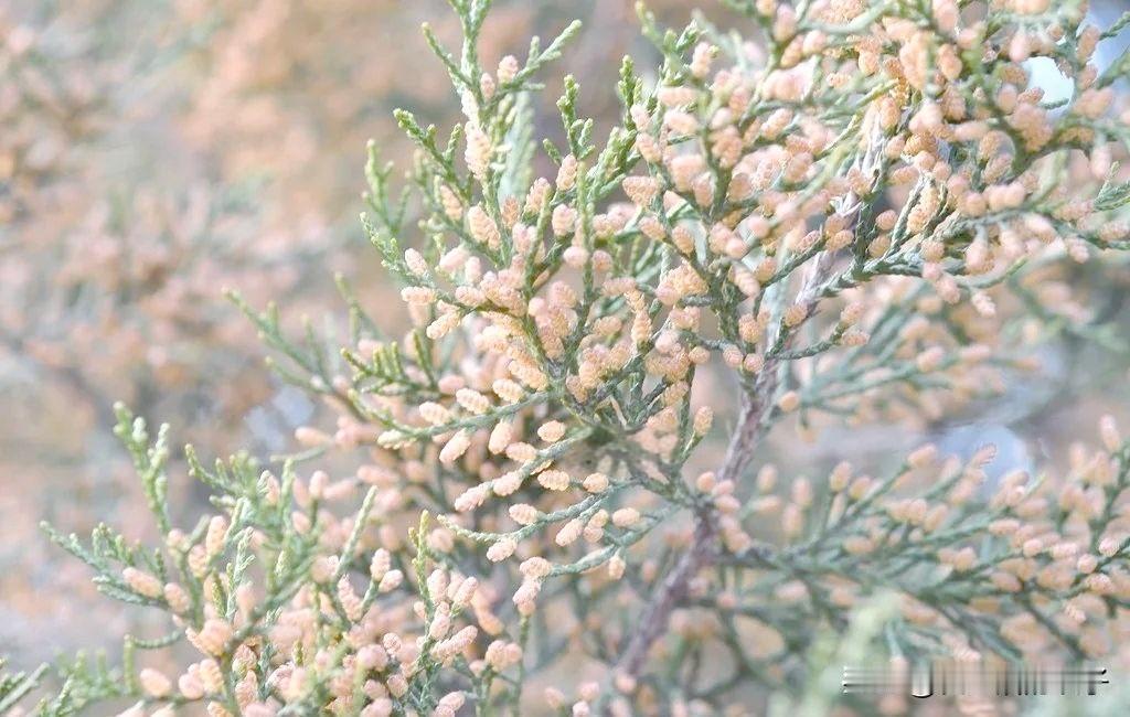 春天的花粉真吓人！

朋友们出门赏花一定要戴好口罩啊！

今天和朋友一起去圆明园