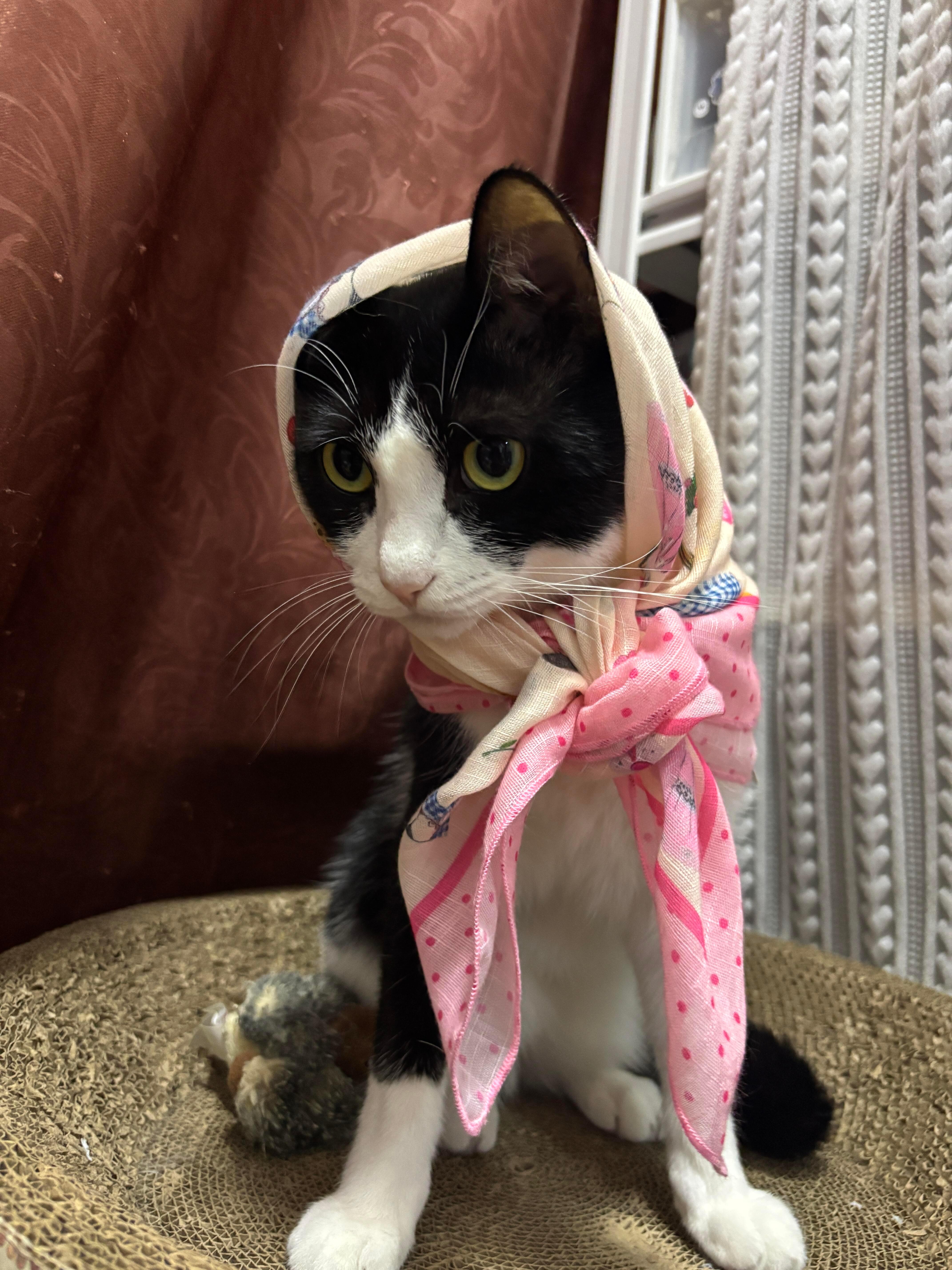 从城里回来的小奶 