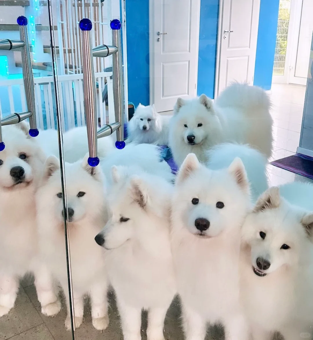 豆豆眼们目送你去上班