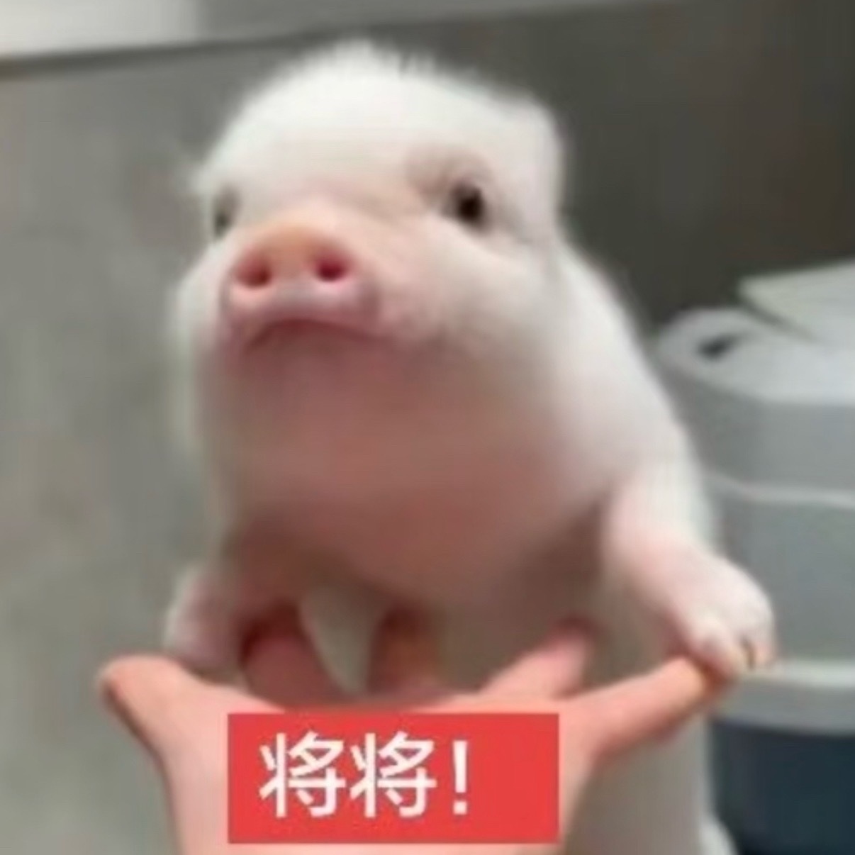 天空一声巨响庆祝猪的华丽登场 ​​​
