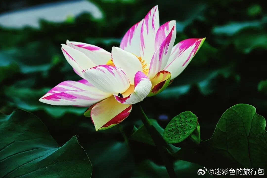 三千年荷风绵延至今，独属于周口的夏日浪漫实在动人。淮阳龙湖留存着商周自然繁衍的原