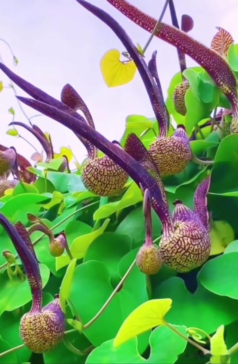 这花长得也太像麻雀了吧！圆滚滚的身子，还拖着条长长的“尾巴”，挂在绿叶间跟真鸟似