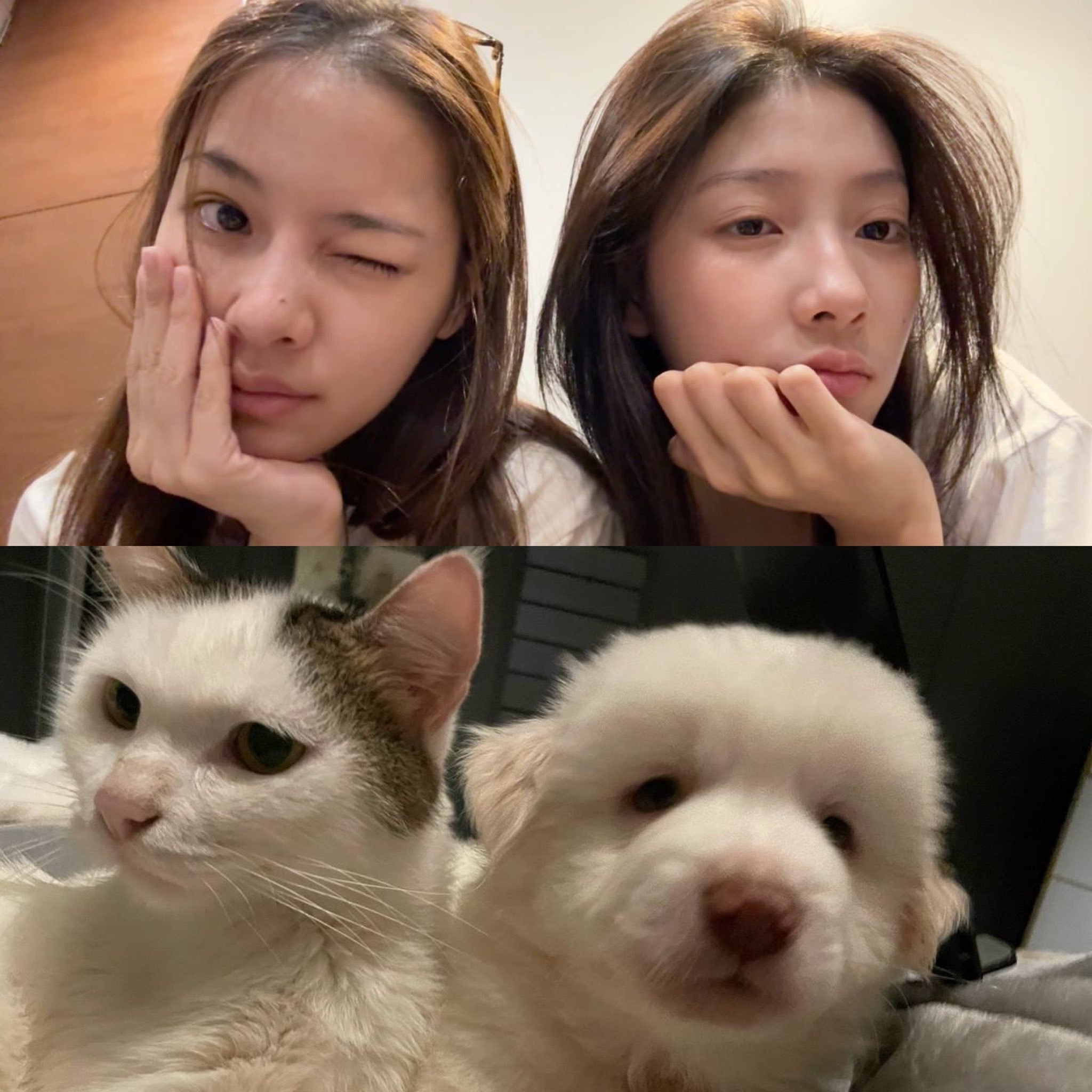🐶🐱 
