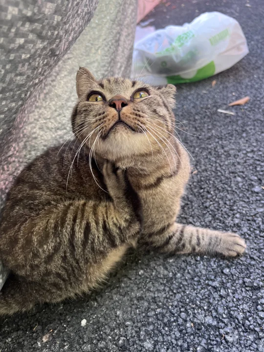 这么可爱的小猫居然在流浪