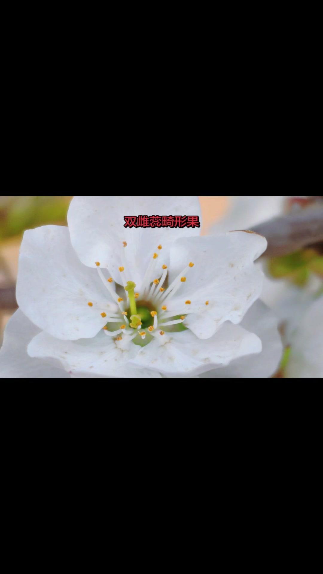 大樱桃畸形果怎回事？🍒大樱桃畸形果，尤其是双棒果，主要原因在这！上年7月中旬到