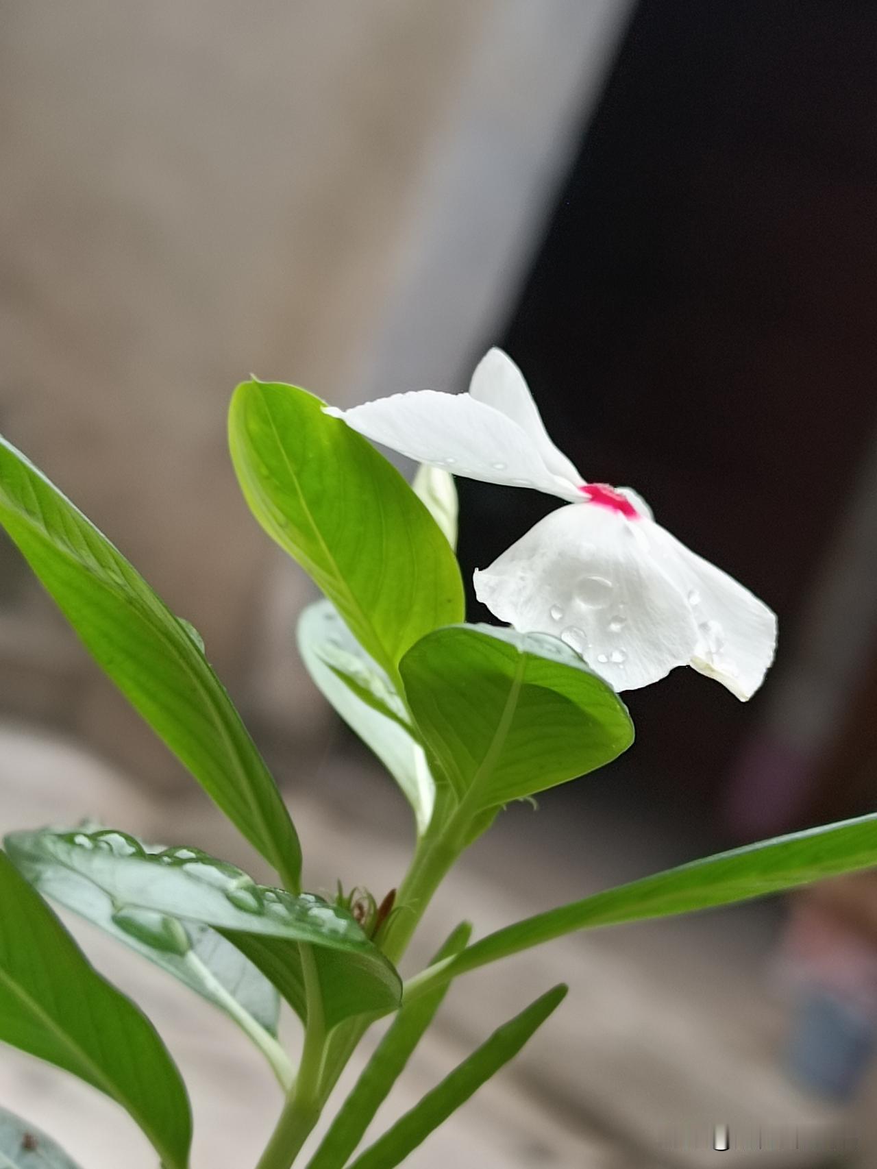 雨中，洁白素雅，温润如玉的长春花。
（图片：拍摄于沙河小院 2026-8-28）