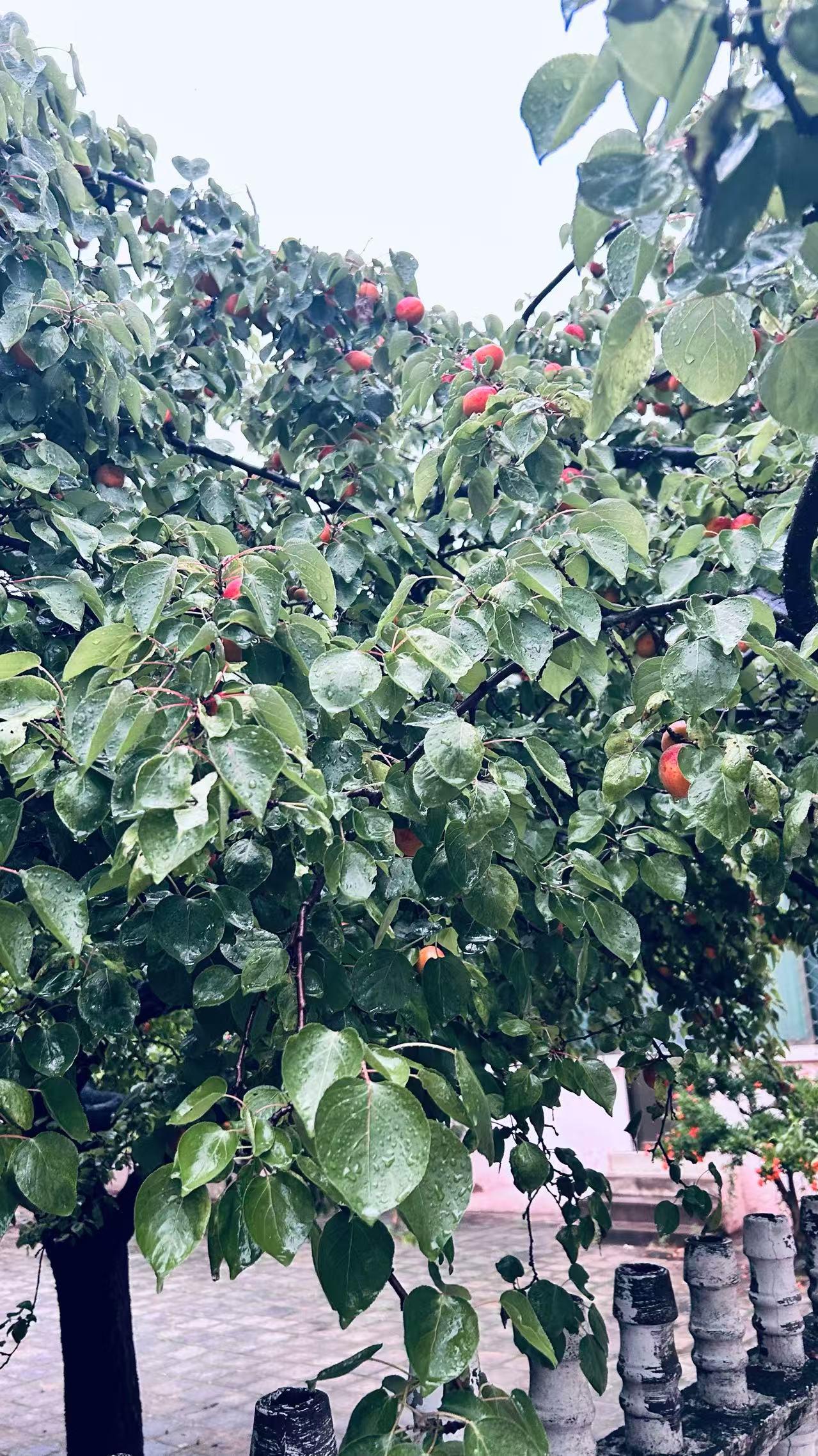 初夏，小满第二日。
傍晚，听着窗外的雨声与室内小童们的练琴声，是一副和谐的声乐协