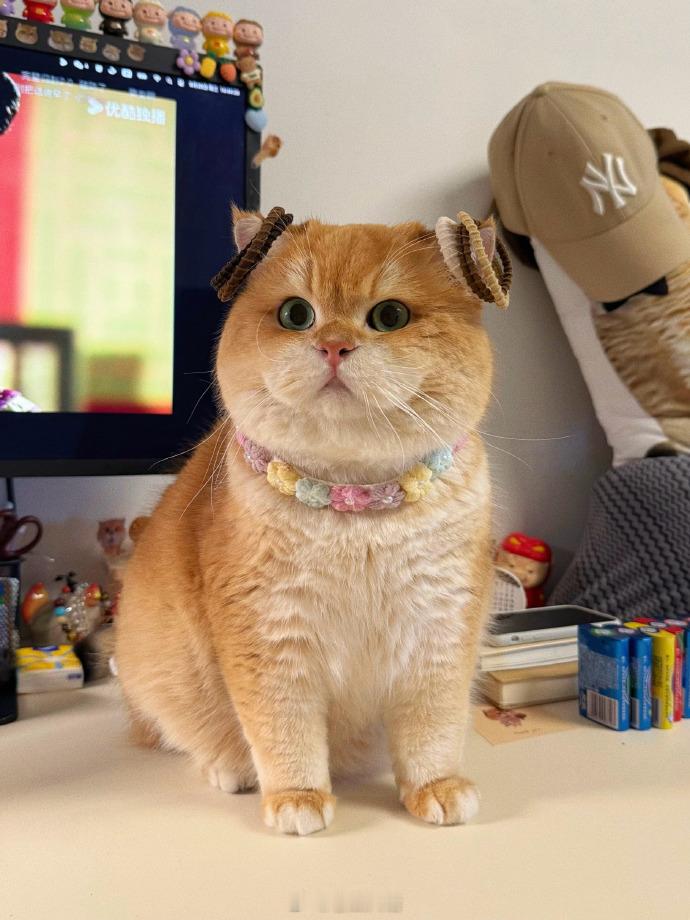 小猫套圈 1元一次 ​​​