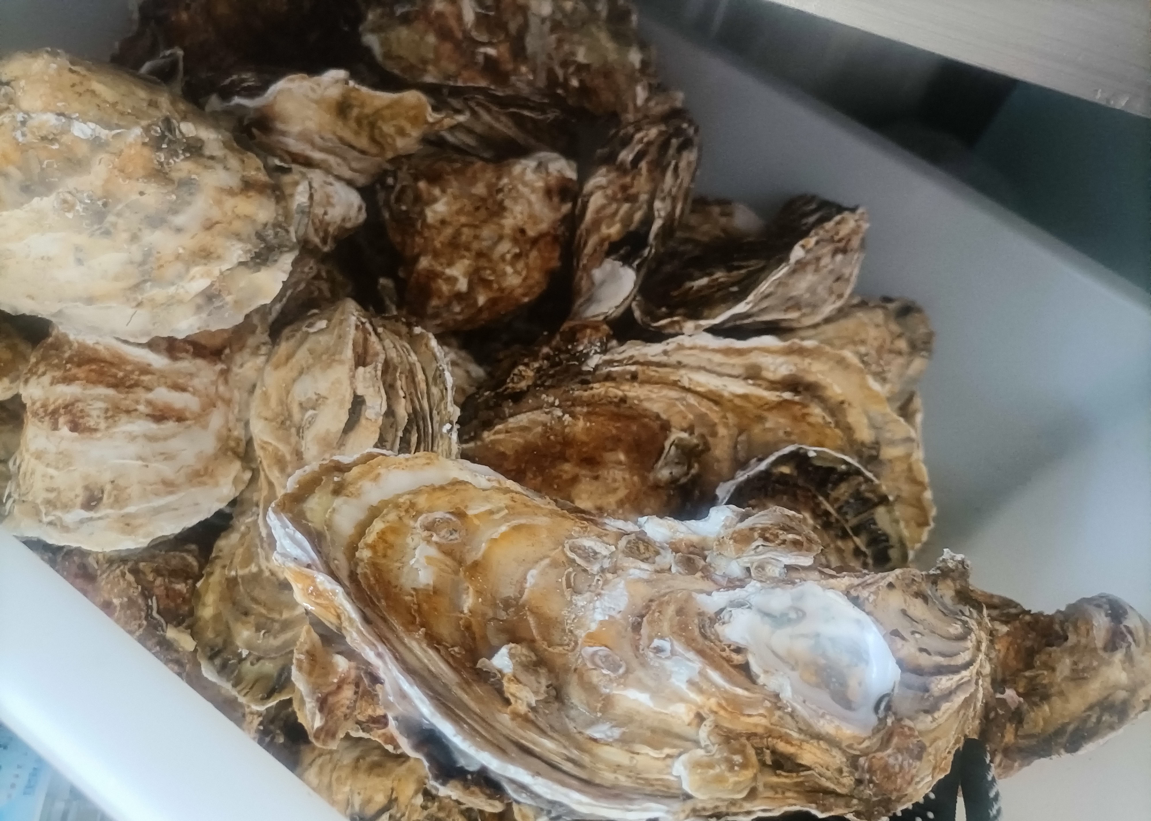 真好，我还活着，以后再也不吃那么多生蚝了，可是还有这么多怎么办[苦涩] ​​​