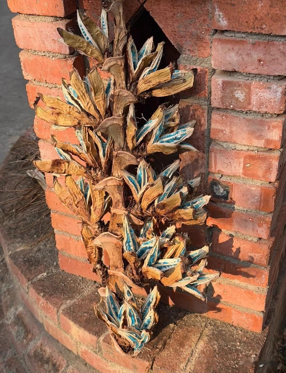 这是什么植物？