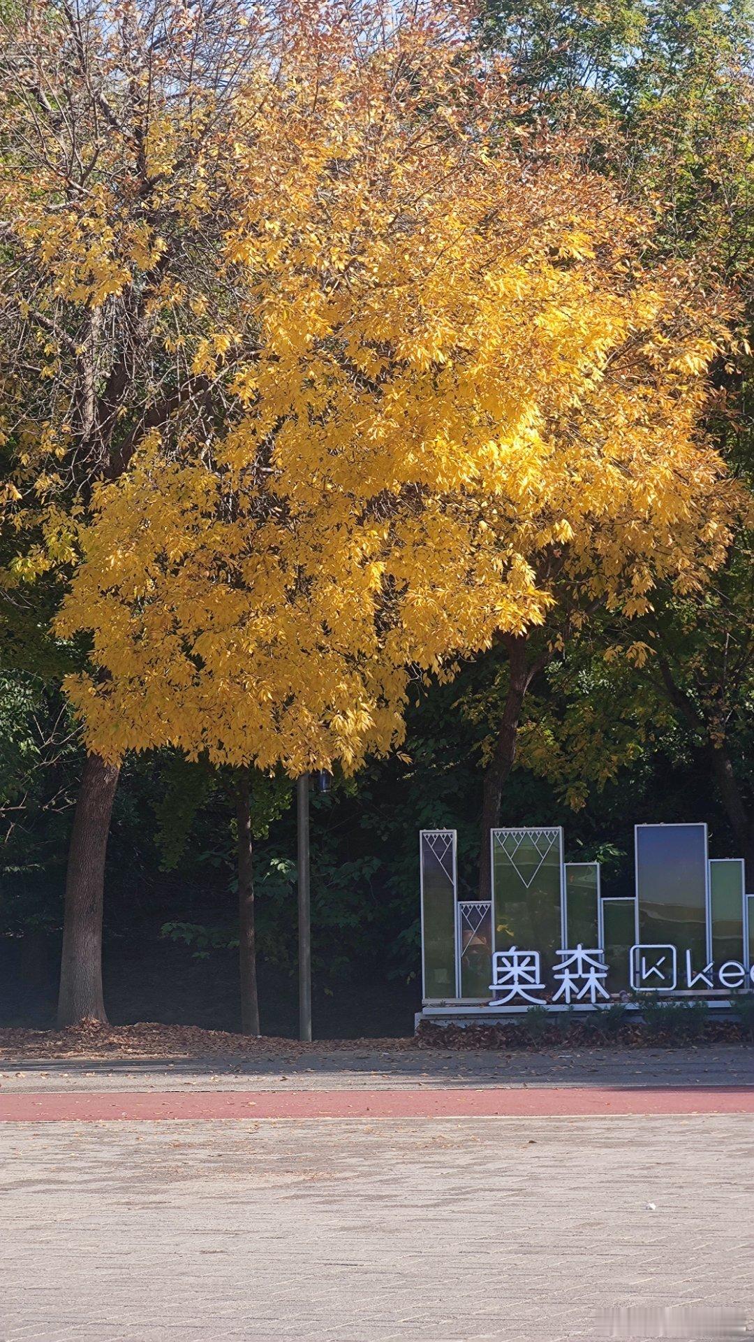 北京 奥森公园秋色随手拍  摄影​​​