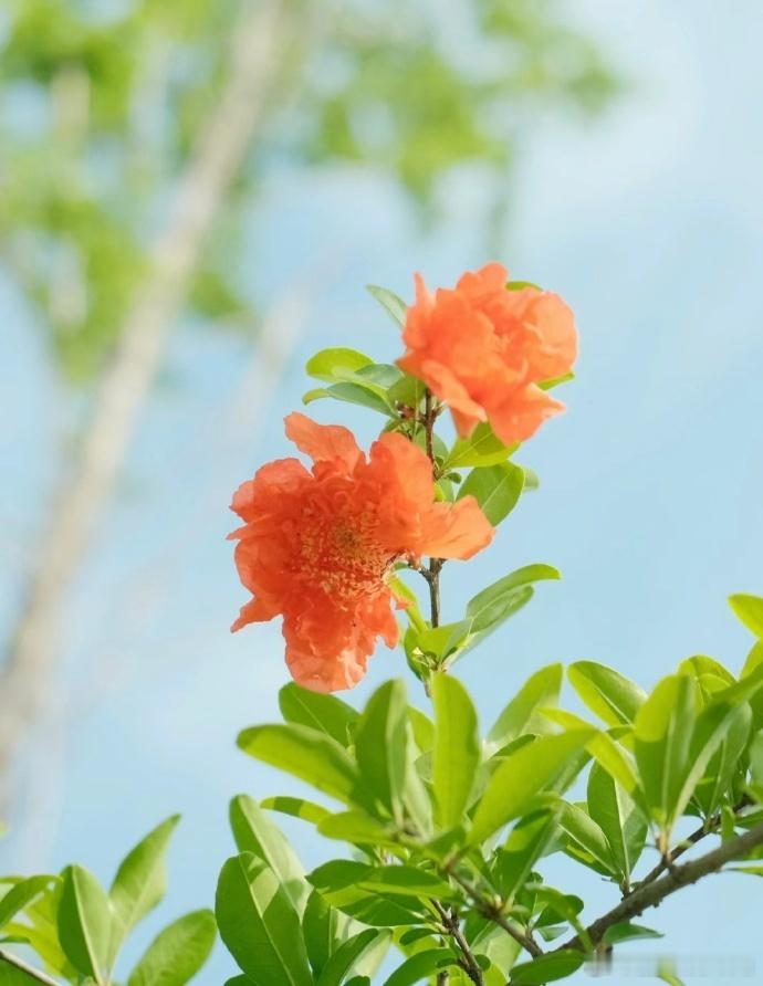 “  小雨清初夏，榴花著意红 …   ”