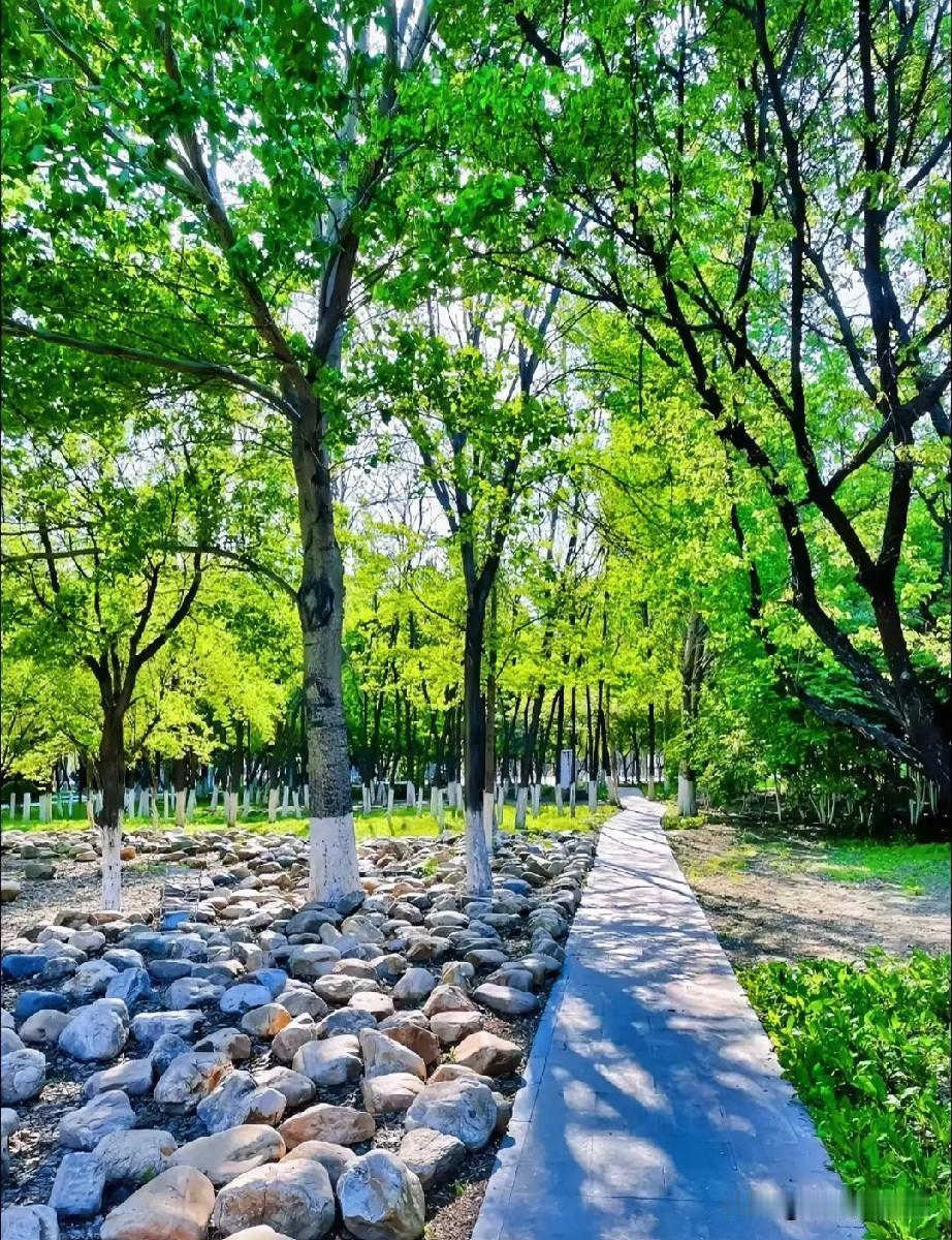奔波于车水马龙，久了便心生烦闷。踏入这片林荫，浓郁绿意扑面而来，光影在脚下轻轻晃