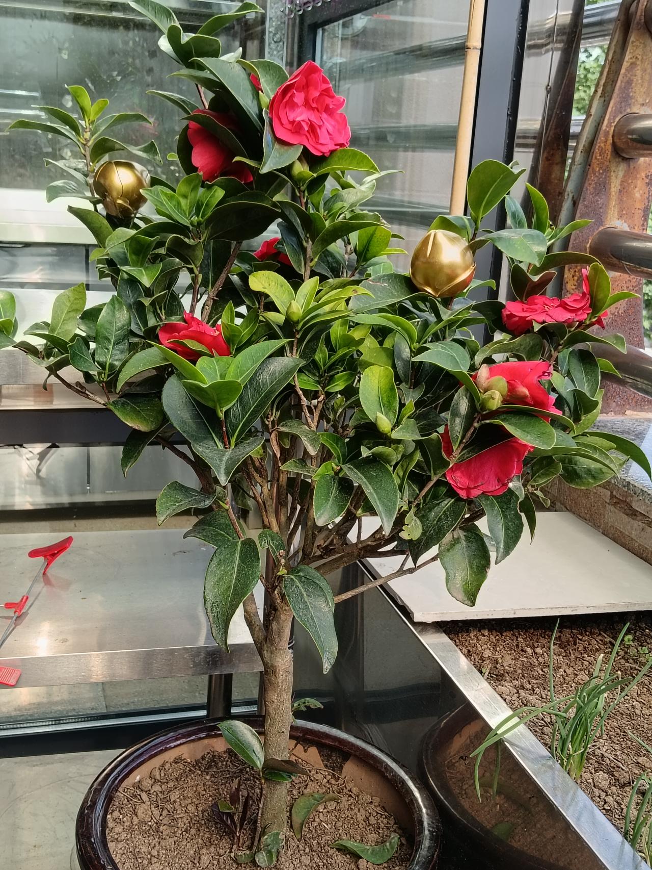 山茶花的独白

在冬末春初的料峭寒风中，当百花尚在沉睡，山茶花却已悄然登场。它不