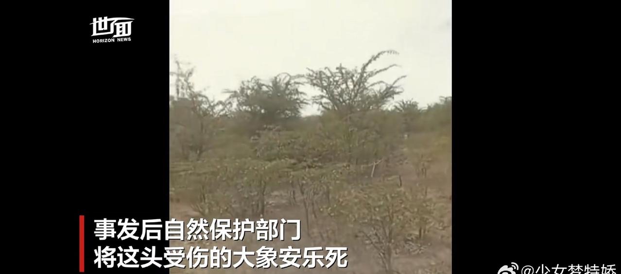 不是，这关大象什么事啊？自己受伤还要被欺负…最后还被安乐死了