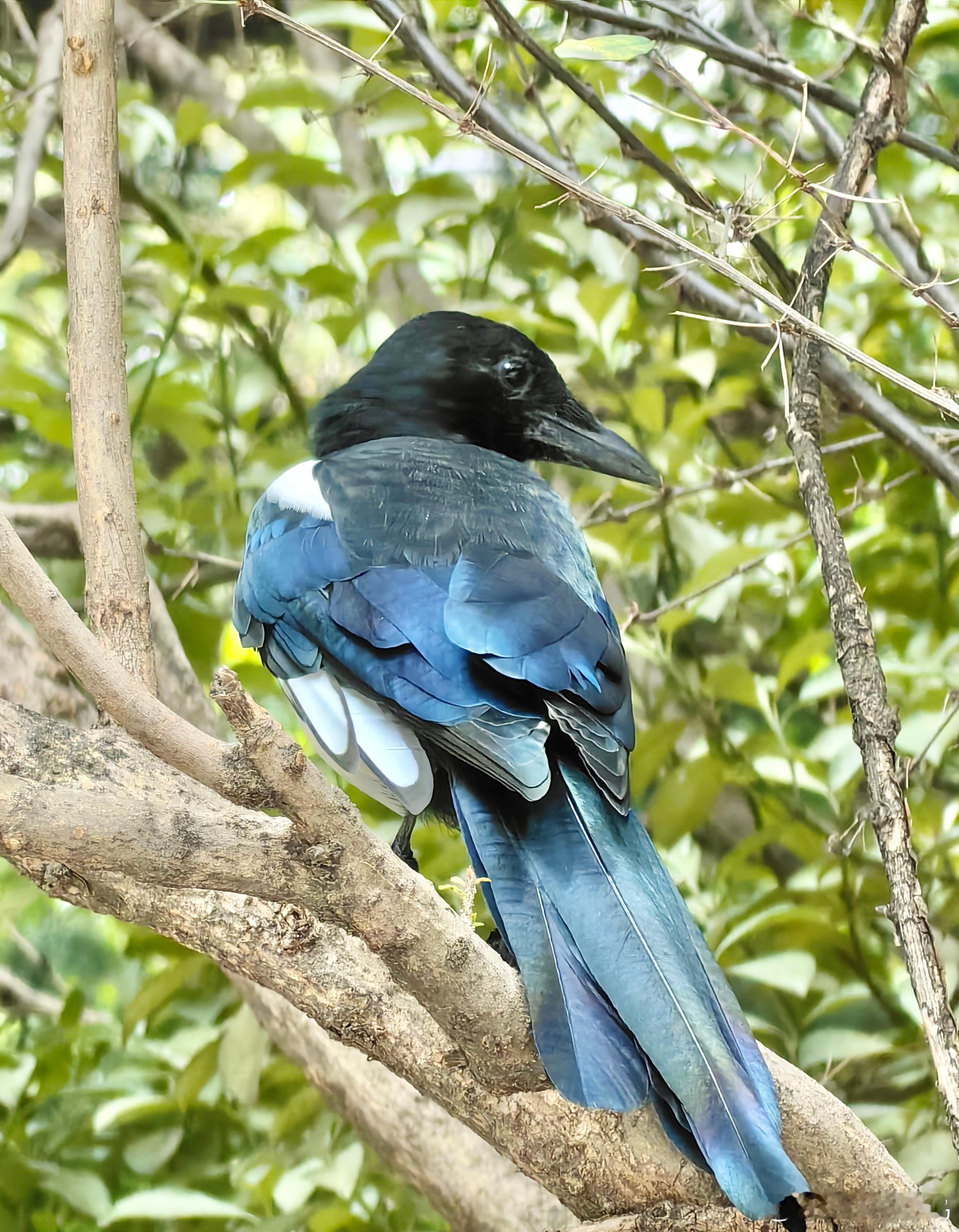 #鸟粉投稿# 喜鹊的回眸鸦鸦也有五彩斑斓黑 ​​​
