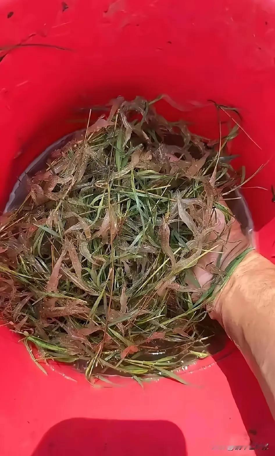网友:
隔壁大哥送来的小虾米，说是河里捞的，这么小只猫都不吃，人能吃吗？[捂脸]