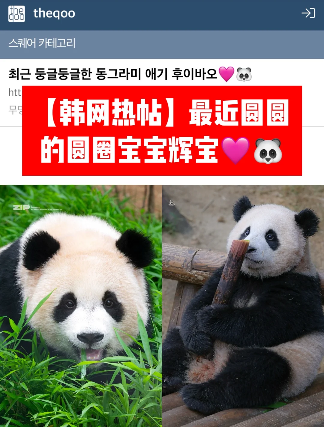🔥韩网热帖｜最近圆滚滚的圆球宝宝辉宝🩷🐼