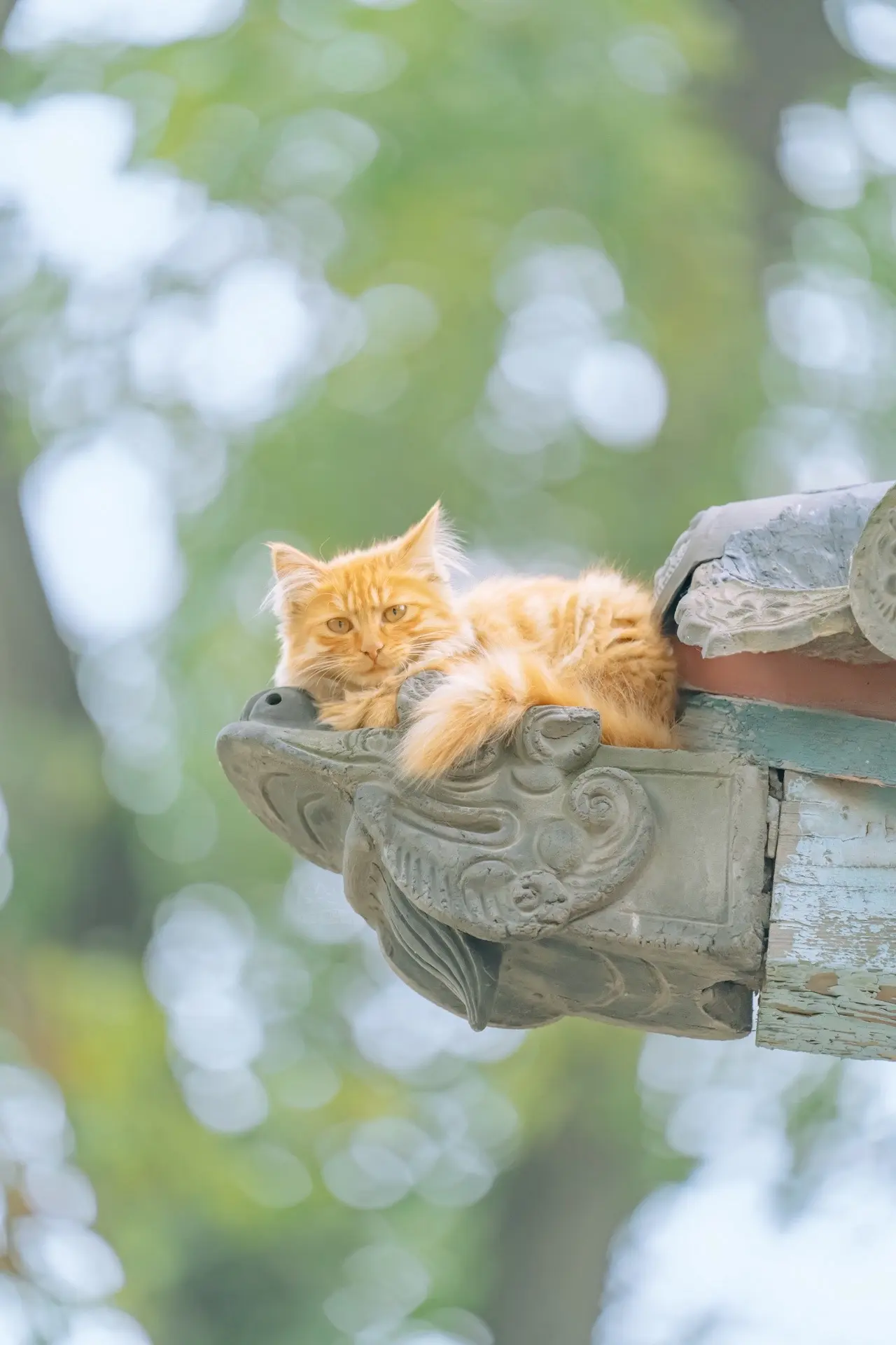 鳌头独占。到什么日子就该发什么样的图，一组在太原拍的独占鳌头猫猫送给你...