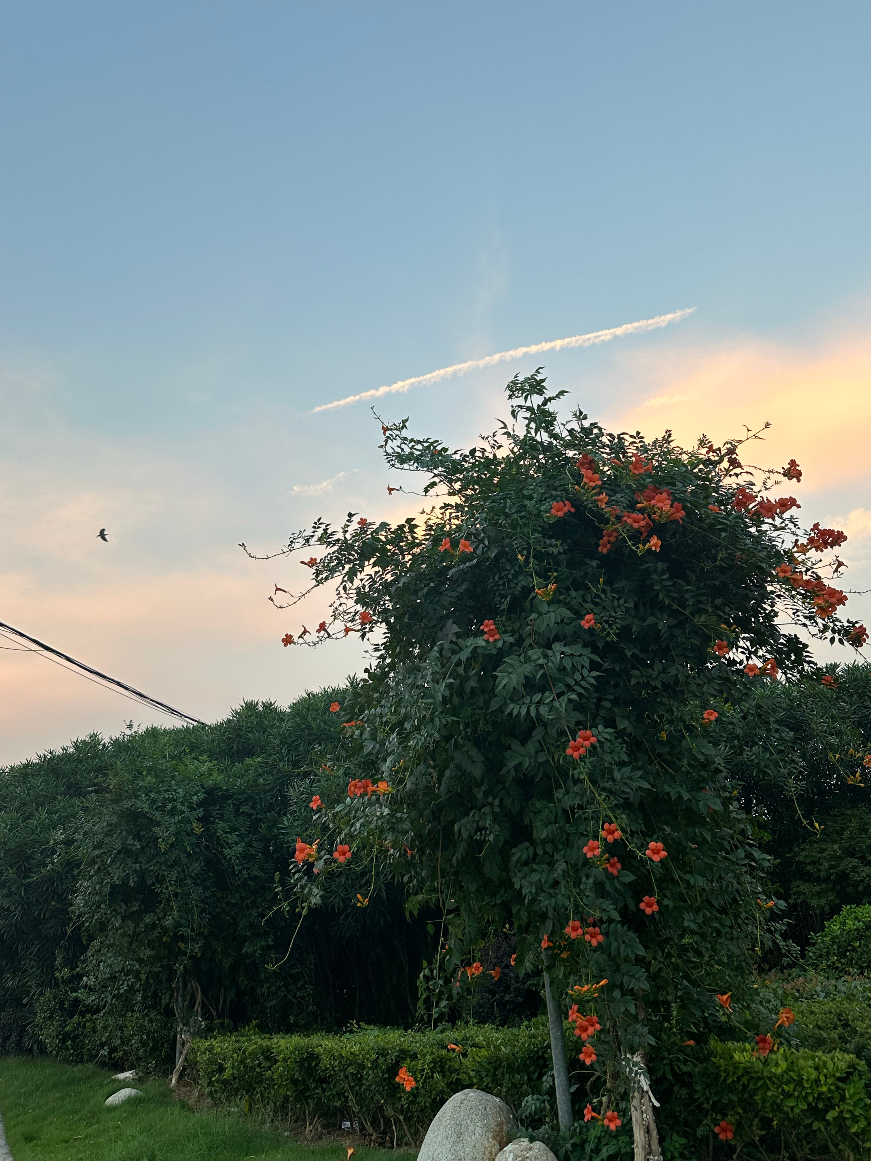 傍晚拍的夕阳忘记发了