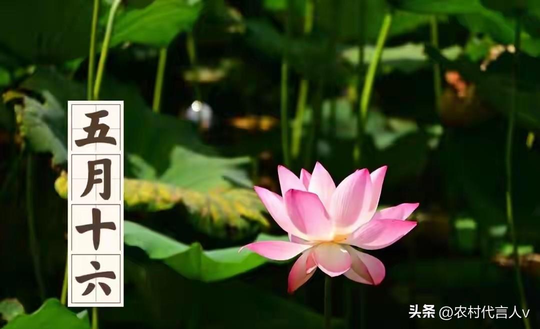 今日五月十六，无论多忙，牢记：1不碰，2不行，3不同，4要看
 
农历五月十六，