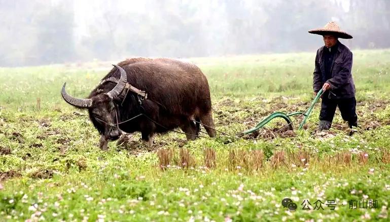 山坡羊·颂牛
偷粮天界，
怜民尘界，
一身苦役何曾懈。
踏霜埃，犁烟苔，
苍生饱