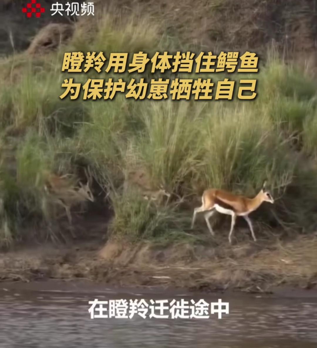 这个妈妈火到央视频去啦！

起因是央视频今日（1月23日）发布的一段纪录片，在广