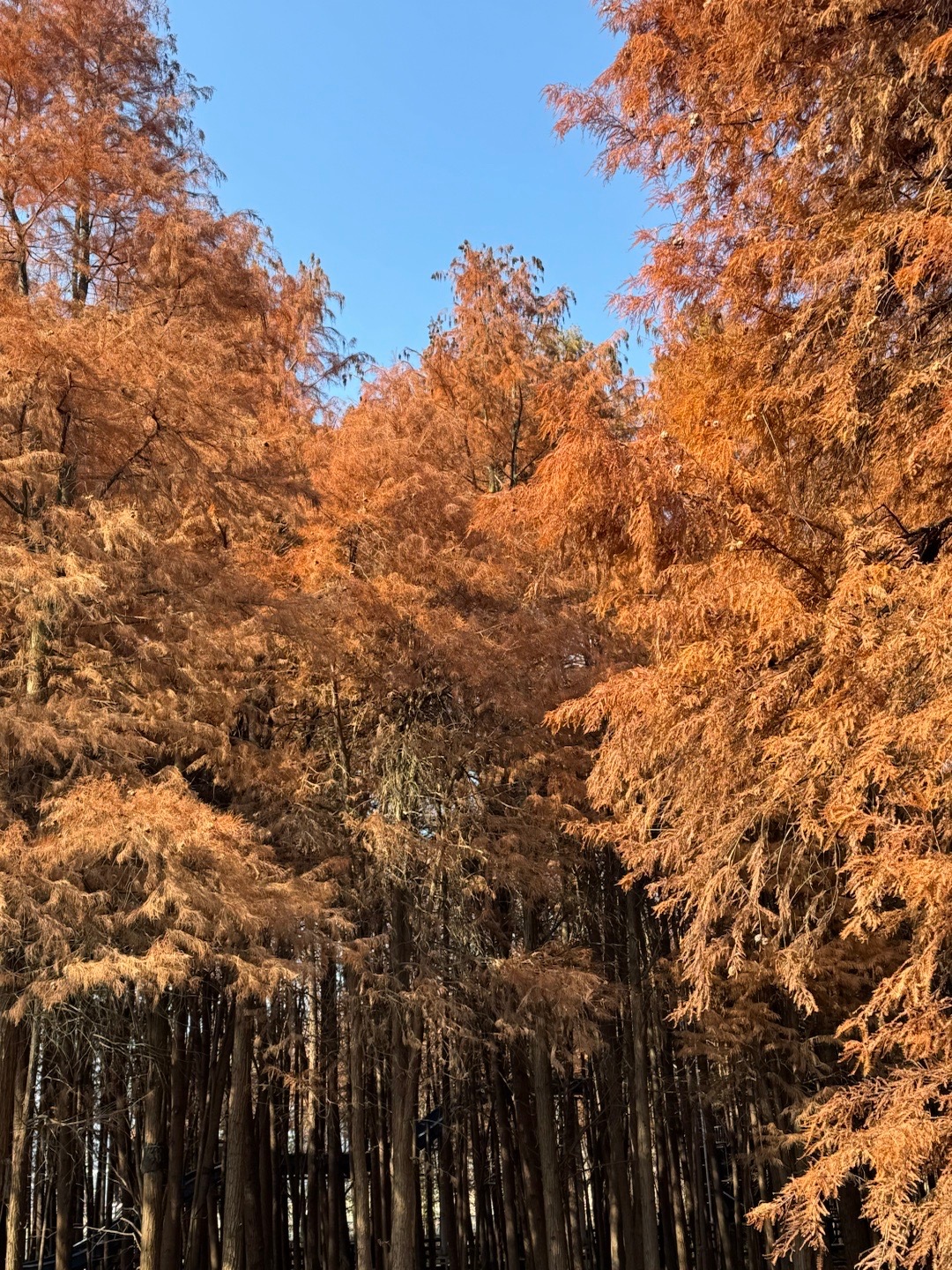 吴越千年陌上花开 总有人说，看景不如听景～我以前也觉着是，直到今年第二次来临安水
