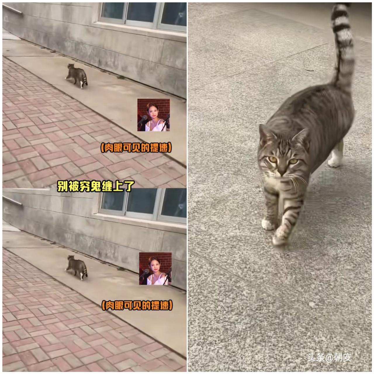 太可爱了！

河南这只流浪猫，清醒得让人心疼又佩服，堪称人间清醒天花板。
 
女