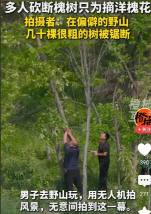 “春吃槐花夏吃果”本是寻常趣事，但为了一口新鲜就锯断大树，实在得不偿失。

4月