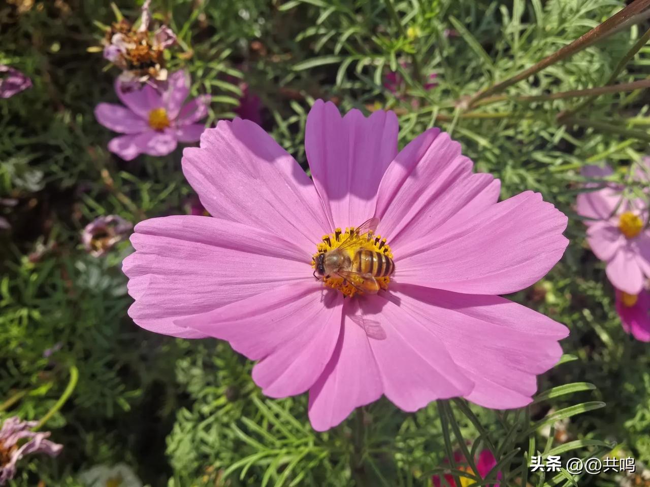 摄影/蜜蜂与花蕾微距特写，一蜂一花一世界。