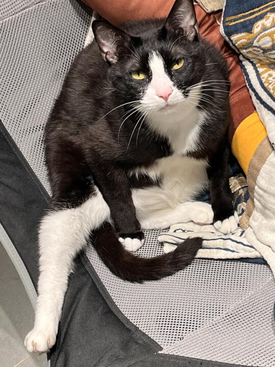 你也和我一样养了奶牛猪吗