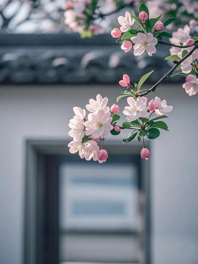 好雨知时节，当春乃发生
一缕杨柳风吹过，抚动春心，撩起春情，一场杏花雨接踵而至。