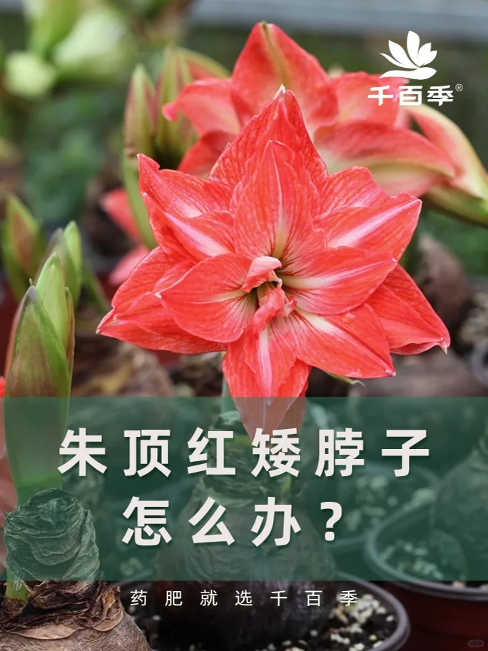 朱顶红矮脖子怎么回事？