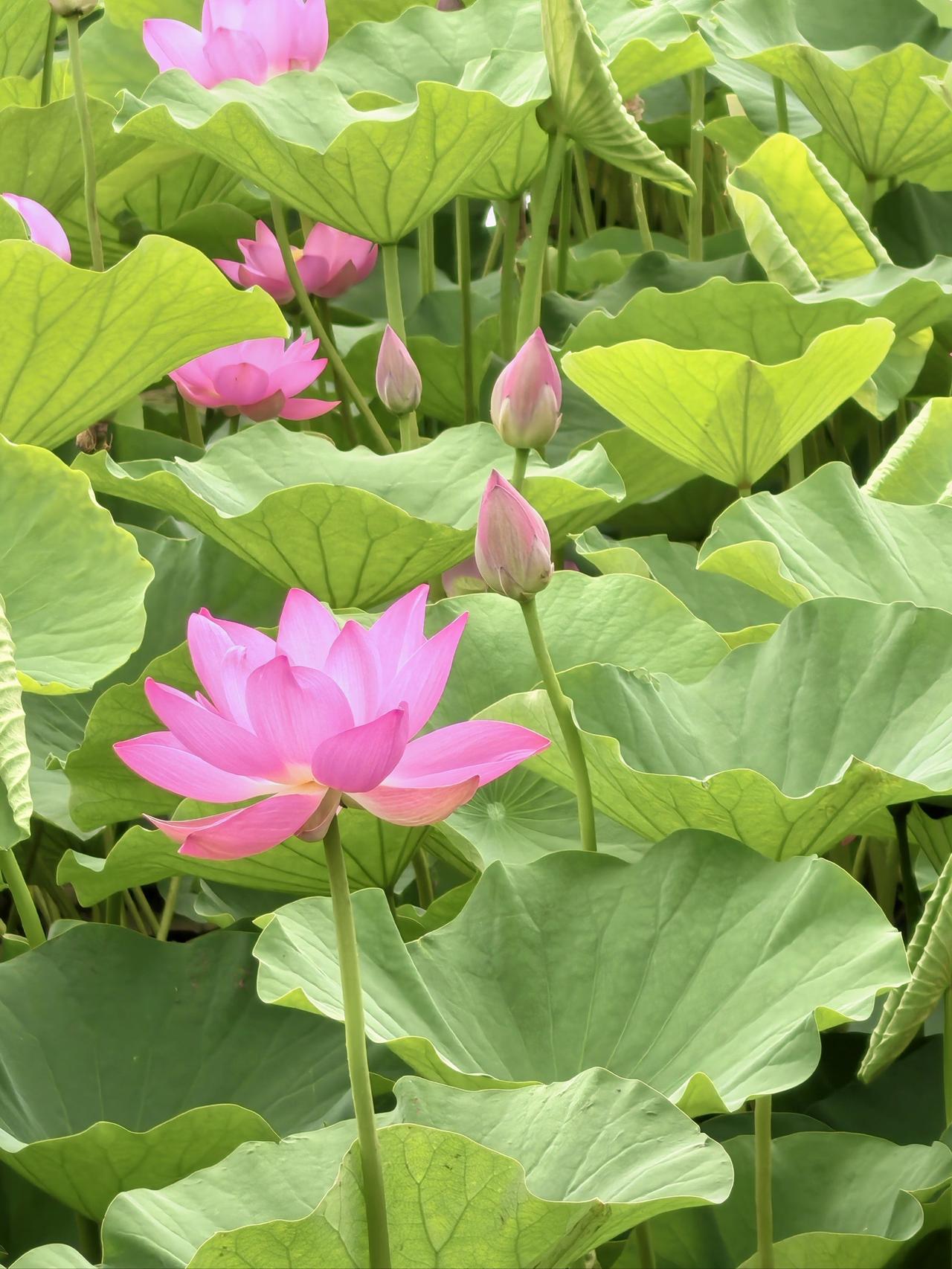 晒图笔记大赛小荷才露尖尖角