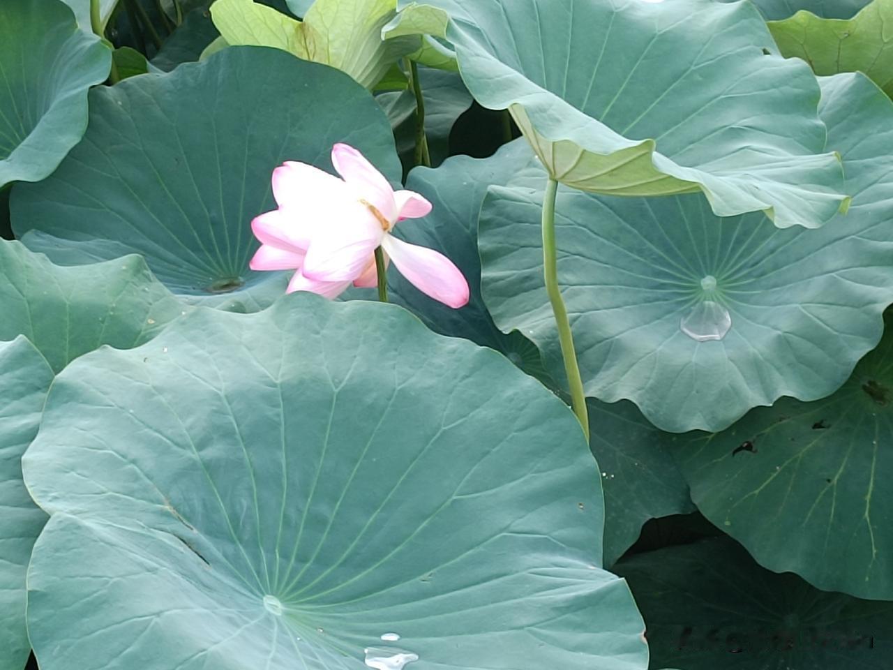 追忆渡口古莲池
——渡口村东有一方莲花池，始建于明朝万历年间。其东南处矗立着一座