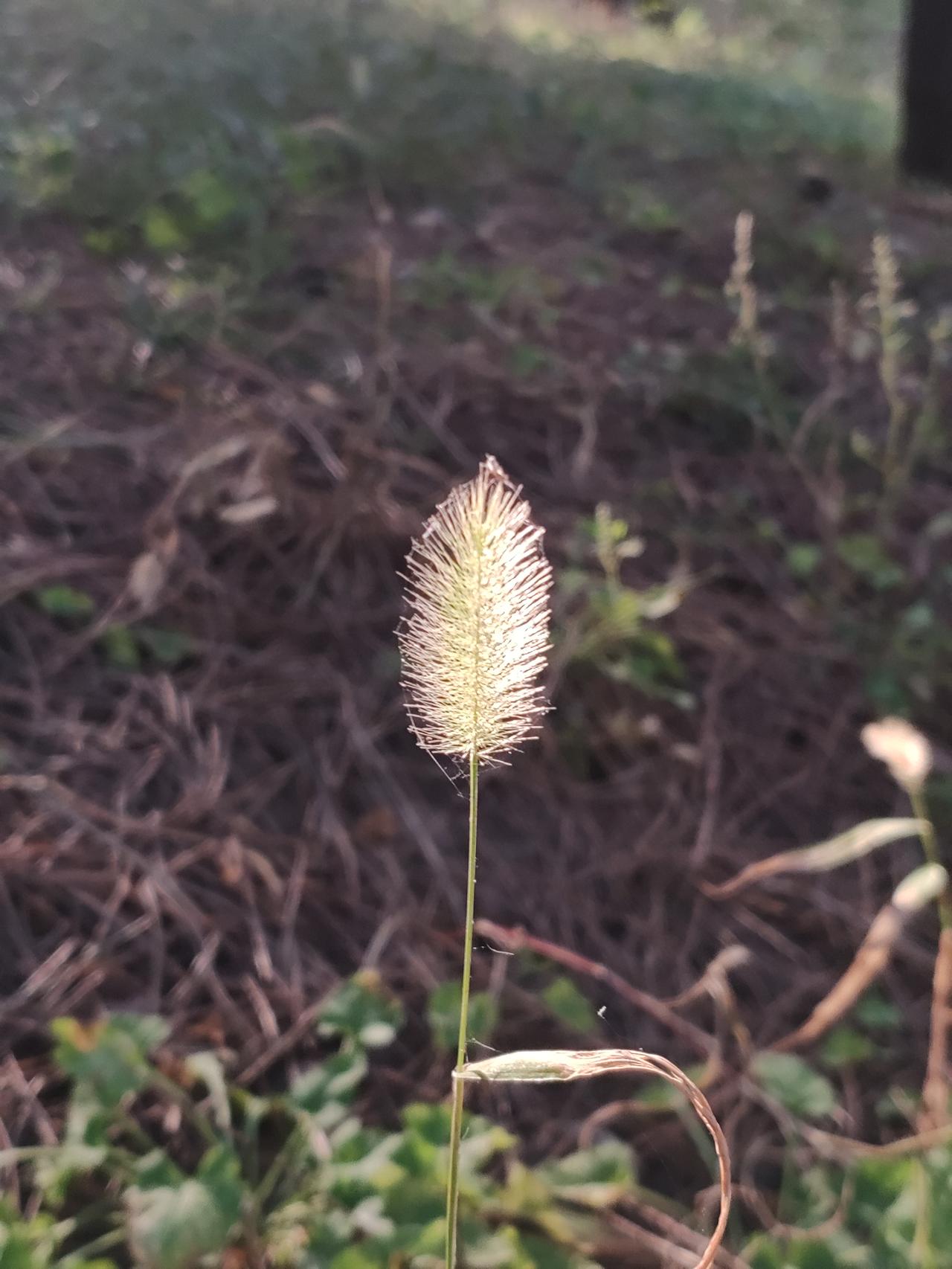 自从得了糖尿病，感觉健康问题越来越多，这两天发现脚后跟有裂口——四川叫“冰口”。