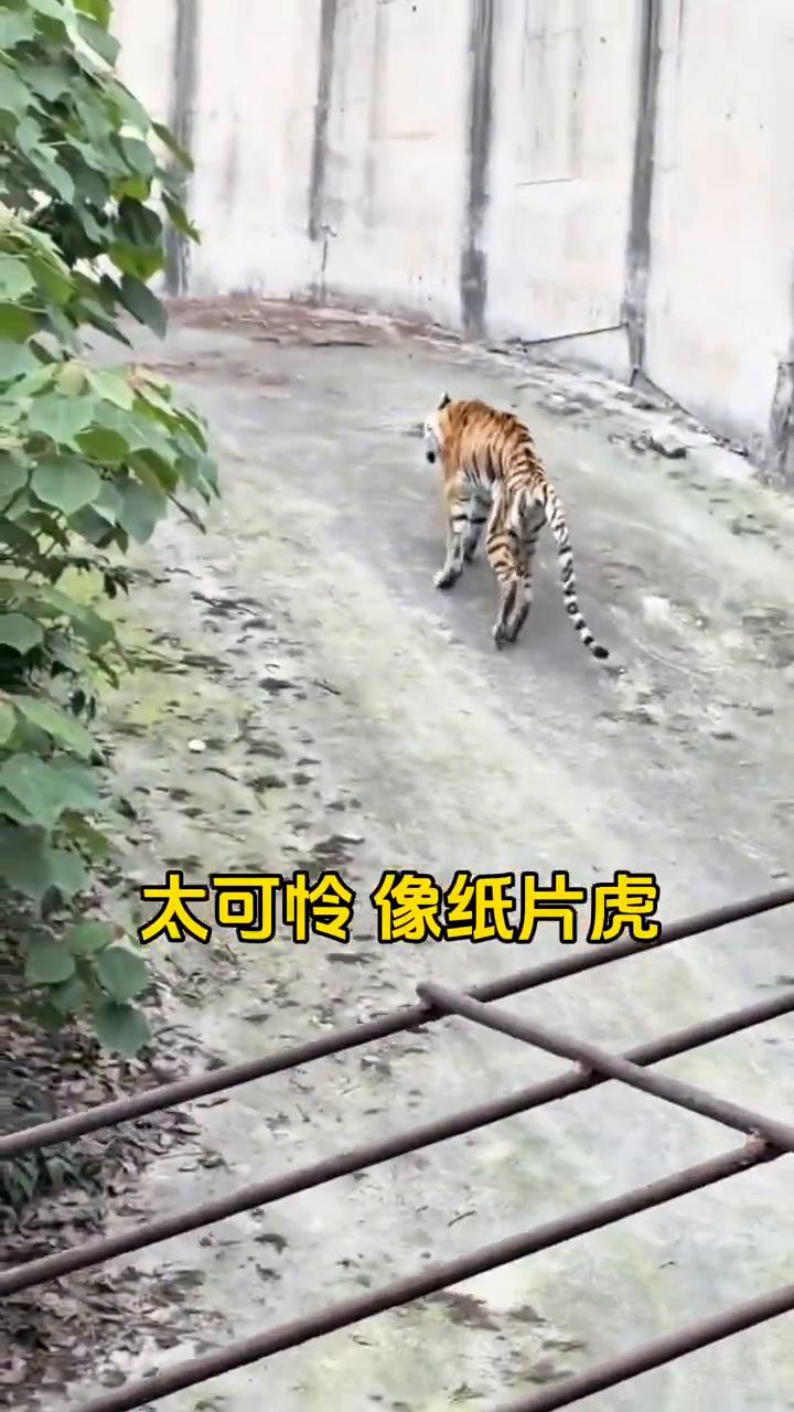 太可怜像纸片虎，爬上去要用完全身力气，2024年还是胖虎。
