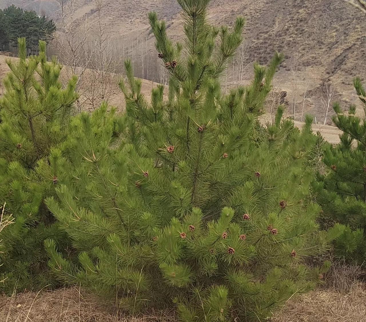 云南菜没有最野，只有更野，都说云南菜是得了神农的真传[笑]

之前在云南住的时候