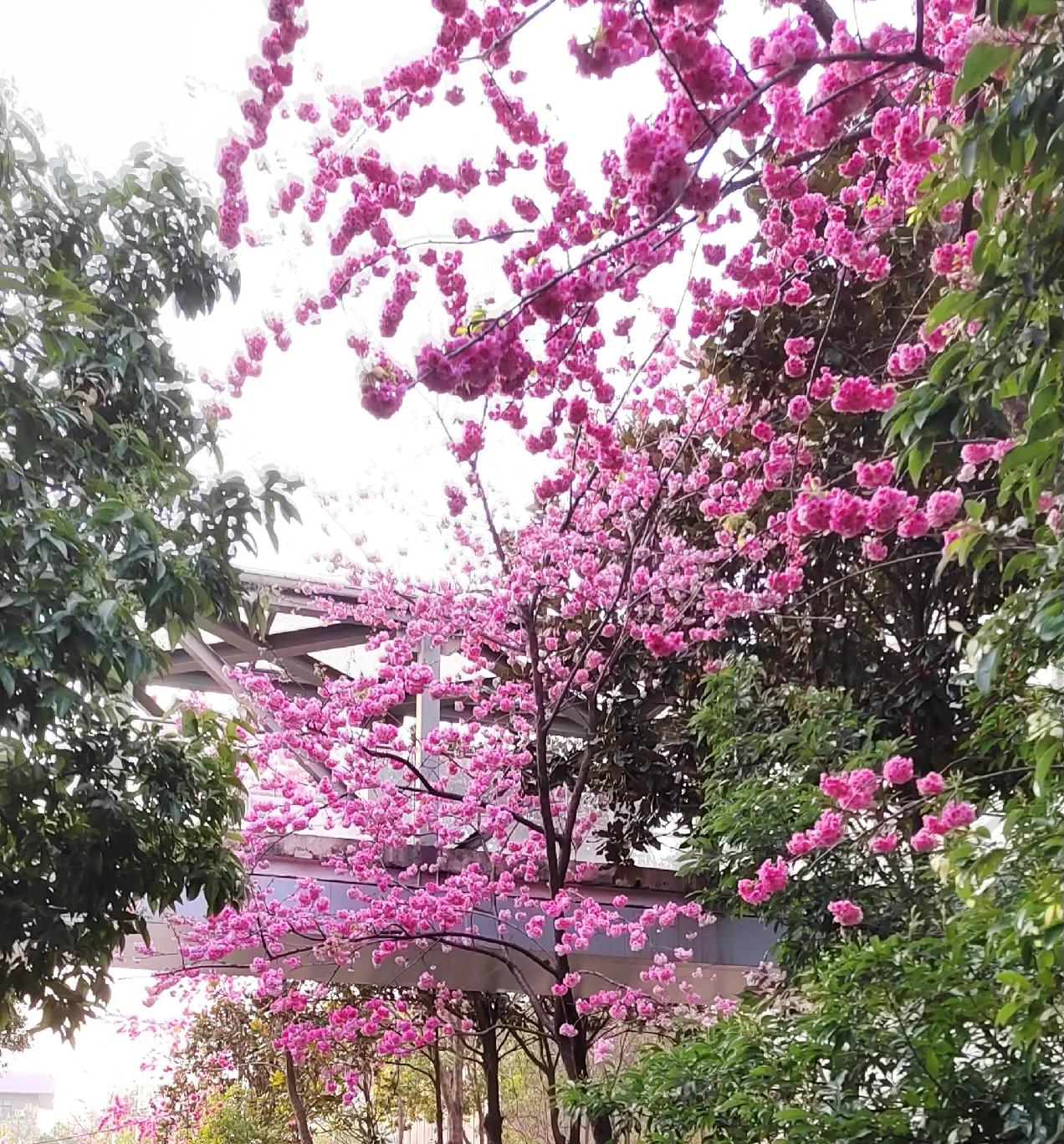 晒你拍的花昆明酒店院子美景
