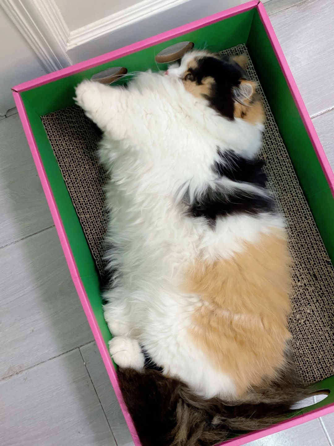可以俘获两个ee的心❤吗？
