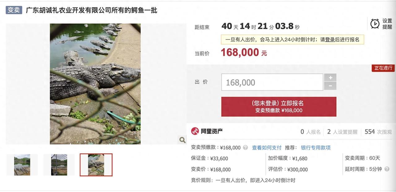 笑不活了！广东中山，一女子因欠工程款不给，养殖的2500斤鳄鱼被法拍，其中有条更