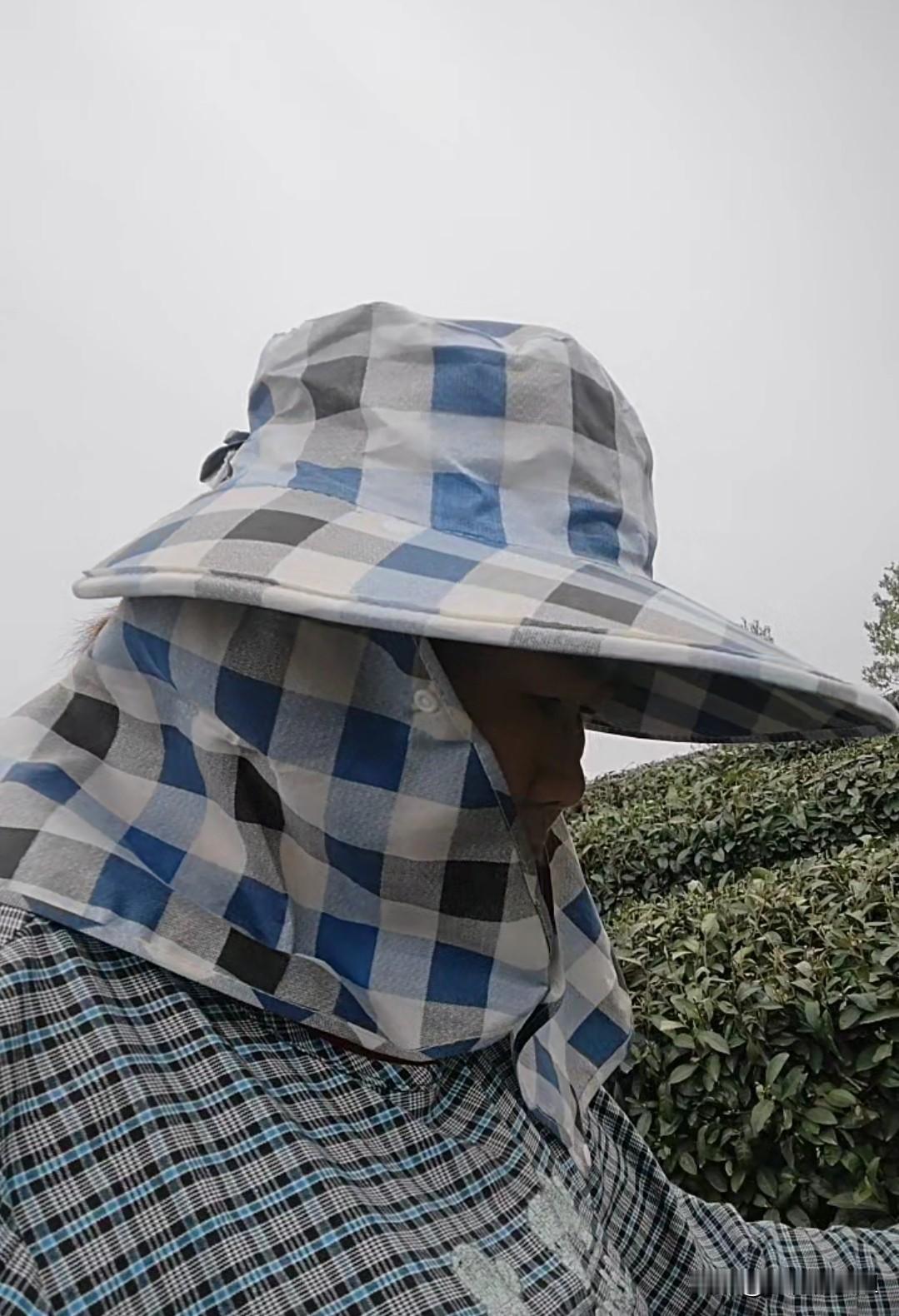 信阳毛尖采摘中
唉，山上又没茶叶了，在茶丛中扒来扒去，像找一根丢失针，一天才找三