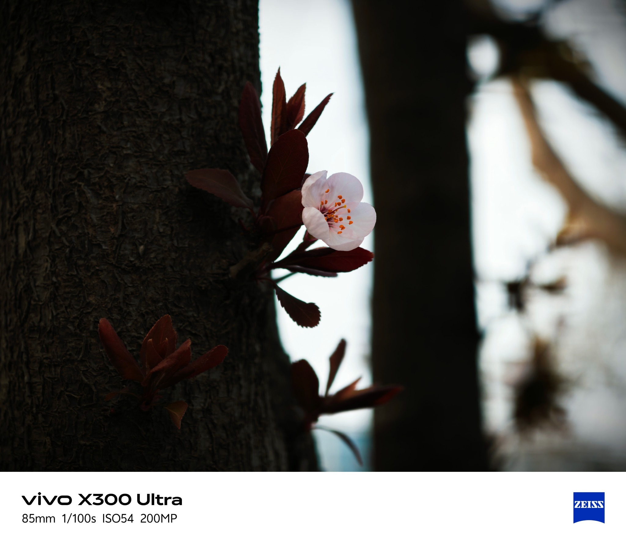 vivo X300 Ultra 实拍直出（第一期）从落日剪影到春日繁花从海面飞鸟