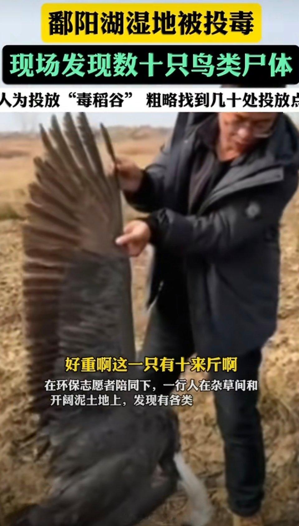 警方通报鄱阳湖野生动物被投毒为一己之私欲，竟敢毒杀国家珍稀保护动物，必须严惩不贷