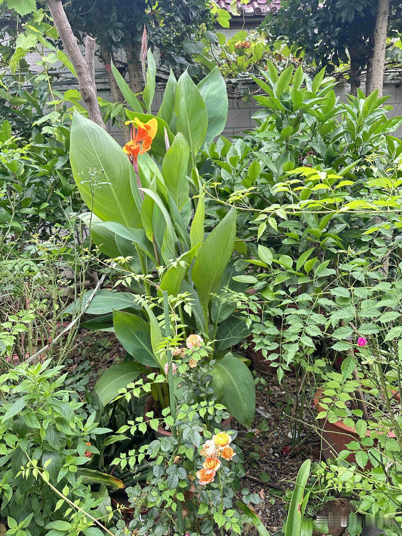 小院绿意盎然，美人蕉静静绽放夏日光彩