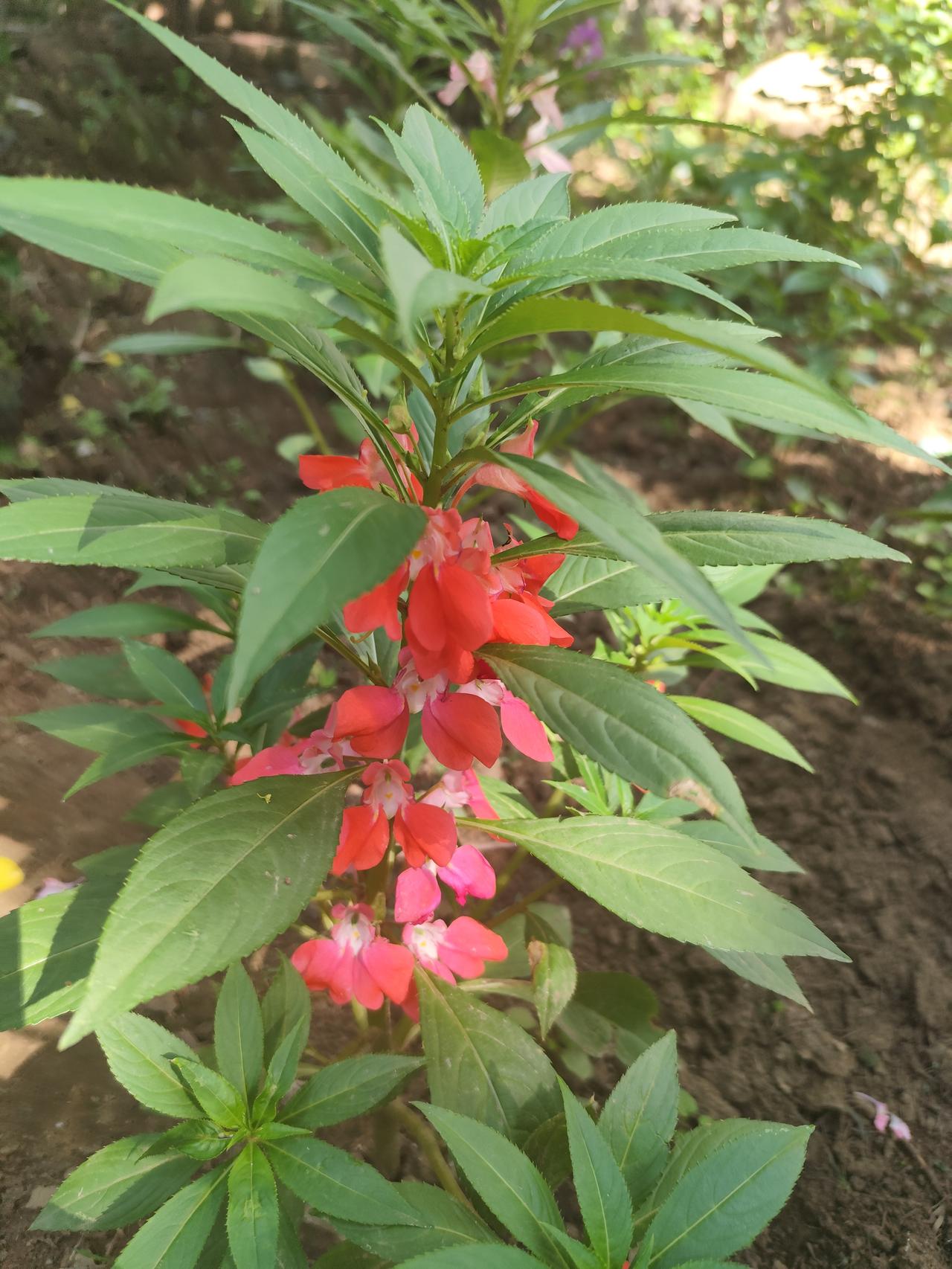 夏日美丽的《凤仙花》 凤仙花花形独特，开得一串半的，且色彩丰富，还可以染指甲。