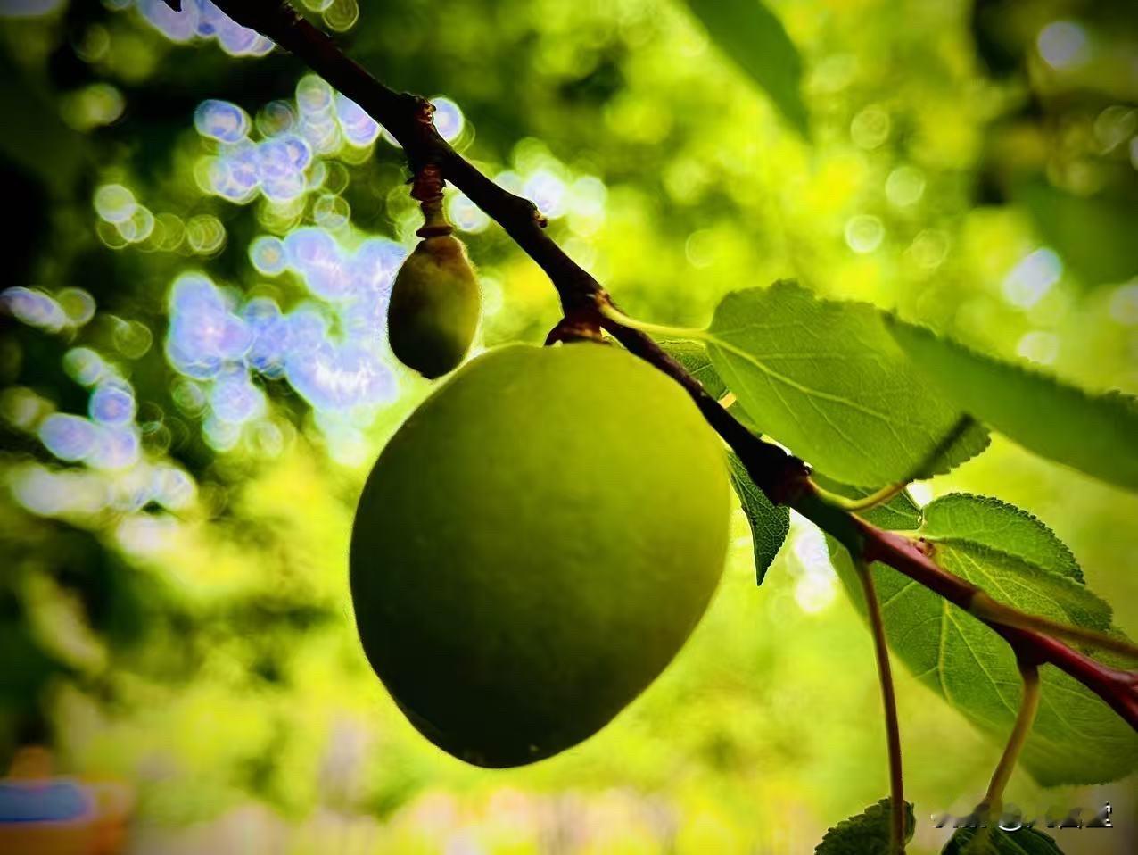 岁月的证词
          （原创）


阳光从叶间落下来
那种透亮的温暖